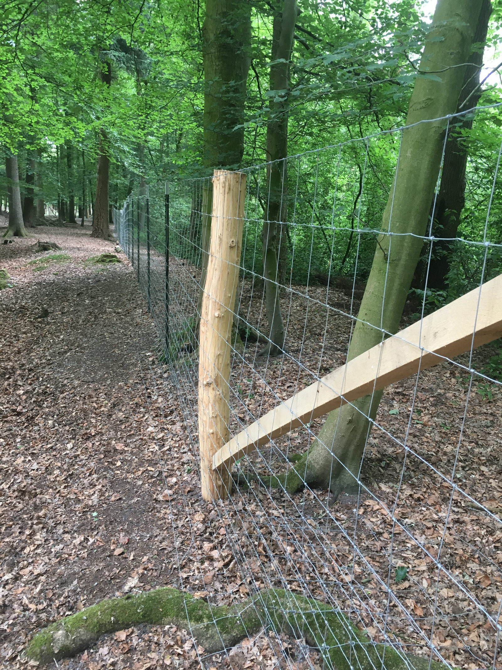 Geflechtzaun zur Wolfsabwehr