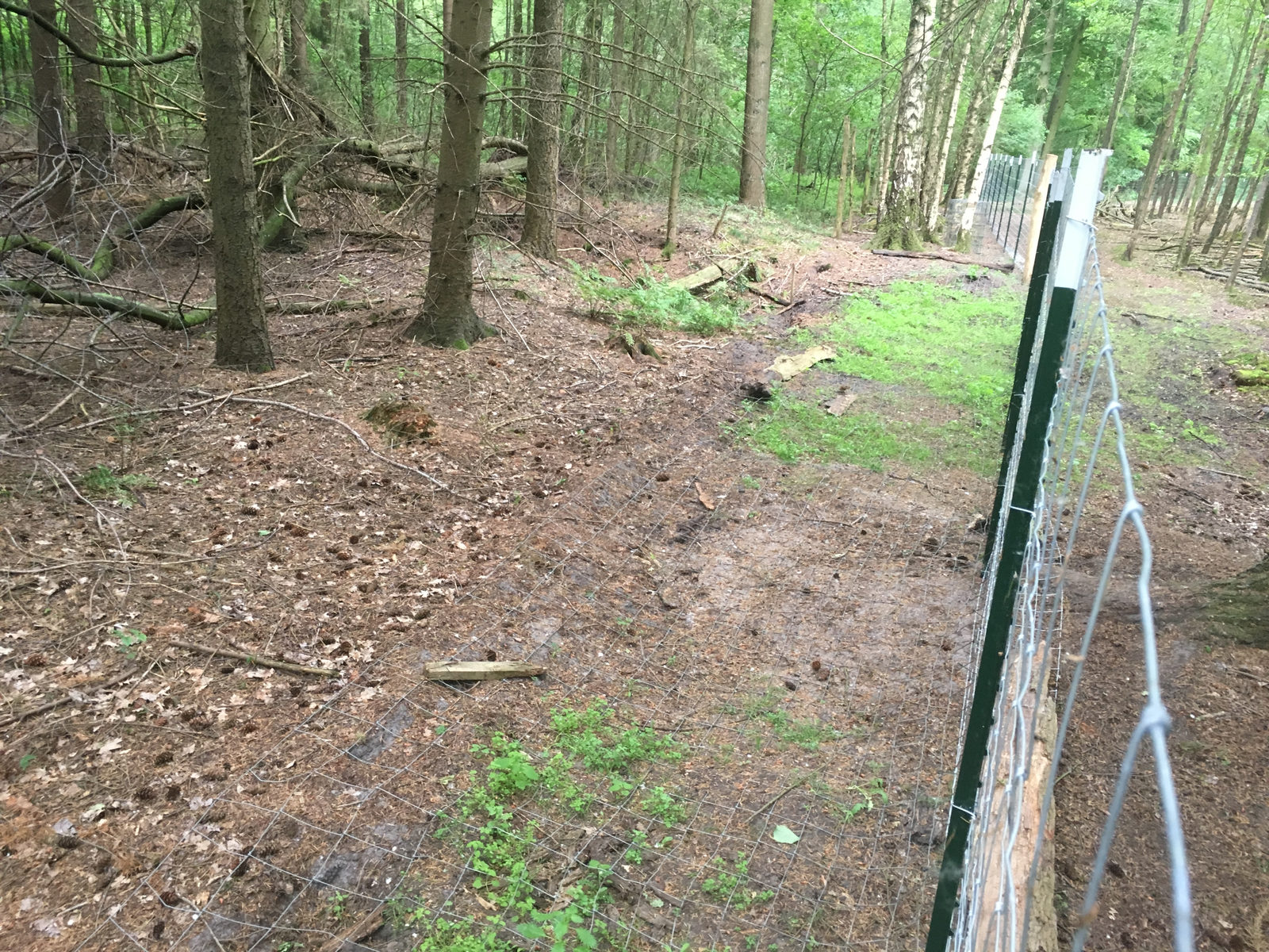 Wildgehegezaun als Herdenschutz